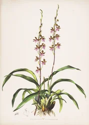 Illustration von Rhynchostele bictoniensis (als Syn. Cyrtochilum bictoniense)